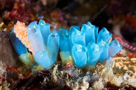bizarre and surprising sea squirt care is a new type of challenge