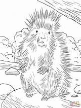 Porcupine Coloring North American Porcupines Pages Printable Supercoloring Color Drawing Coloringbay Choose Board Categories sketch template
