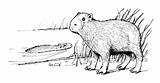 Capybara Coloring Downloadable Vector sketch template
