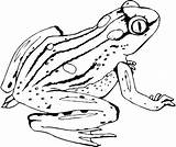 Frog Coloring Pages Realistic Printable Poison Dart Coqui Frogs Getdrawings Getcolorings Color Kids Colorings Drawing Launching sketch template
