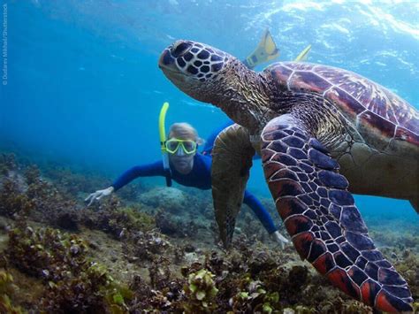 snorkeling hawaii   snorkeling spots  hawaii