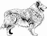 Coloring Pages Dog Collie Breed sketch template