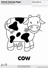 Colouring Cute Flashcards Cows Kindergarten Toddlers Flashcard sketch template