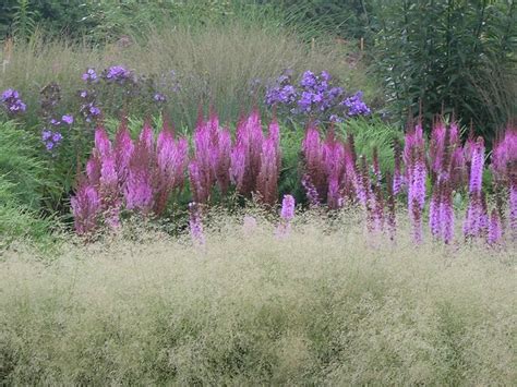 deschampsia cespitosa goldtau and liatris spicata in one of the display gardens at northwind