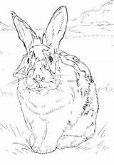 Kaninchen Lapin Ausmalbild Colorear Environnement Naturel Dans Nero Grassland Conejo Weisses Hasen Coniglio Imprimé Disegno Kategorien sketch template