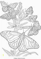 Butterfly Coloring Print Pages Printable Adult Divyajanani sketch template