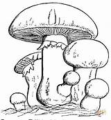 Coloring Mushroom Pages Family sketch template