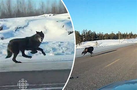 Giant Black Wolves Chase Shocked Motorist At 30mph Down