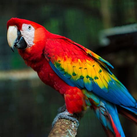 red bank villages scarlet macaw  ccl travels
