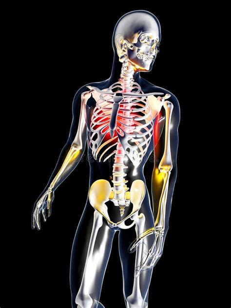anatomy chest pain stock illustration illustration  attack