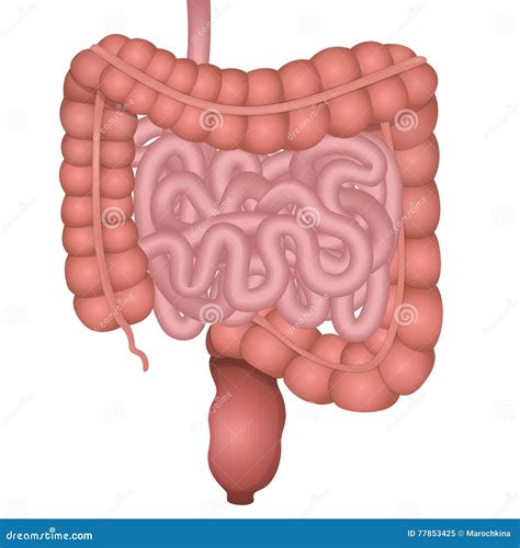 lista  foto ubicacion del colon en el cuerpo humano el ultimo