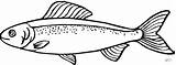 Salmon Coloring Drawing Fish Pages Draw Printable Colouring sketch template