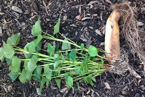 grow sweet potatoes  home gardeners path growing sweet