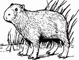 Coloring Pages Capybara Animals Kids sketch template
