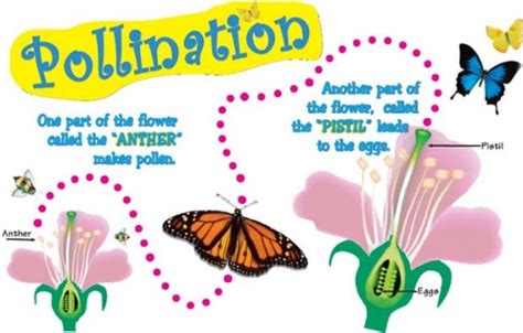 Pollination And Fertilization Of Plants Worksheet Download Free Word
