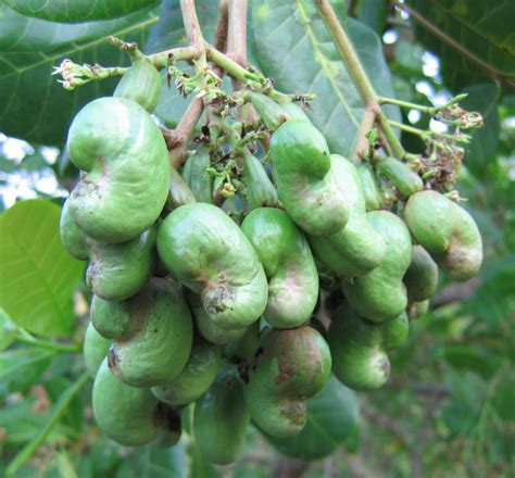 fileyoung cashew nutsjpg wikipedia   encyclopedia