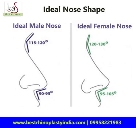 ideal nose shape  male  female rhinoplasty surgery eyelid surgery nose surgery lasik