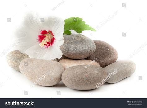lily spa treatment wellbeing stock photo  shutterstock