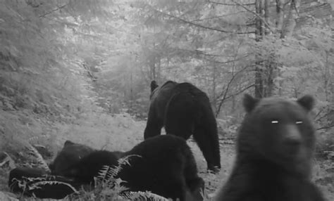 Video Grizzly Bears Loving Random Tire In The Woods Unofficial Networks