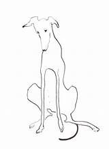 Drawing Greyhound Dog Line Drawings Picasso Illustration Animal Outline Dogs Tattoo Pen Lurcher So Getdrawings Created Almost Expresses Yet Ink sketch template
