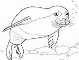 Coloring Lion Sea Seal Pages Baby Getcolorings Getdrawings Printable Print Color Colorings sketch template