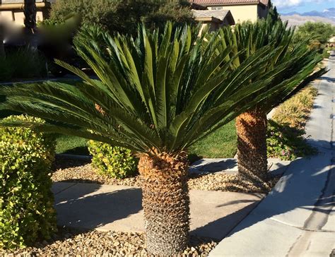 the majestic beauty of palms in the nevada desert