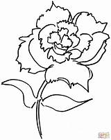 Carnation Dianthus Cravo Carnations Garofano Designlooter Bloem Ausmalbild sketch template