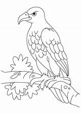 Eagle Coloring Pages Sitting Template Eagles Kids Wedge Tailed Angry Printable Templates Golden Animal Bird Color Shape Clipart Colouring Designlooter sketch template