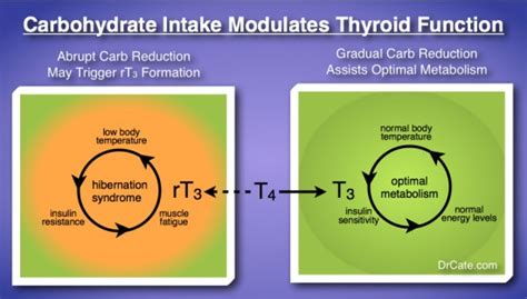 going low carb too fast may trigger thyroid troubles and