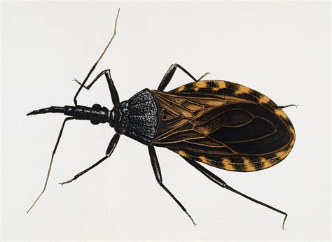 remain calm kissing bugs   invading   wired