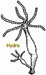 Hydra Cnidarians Biology Move Sponges Sea Does Examples Anemone Coral Biologycorner Chapter Study Guide sketch template