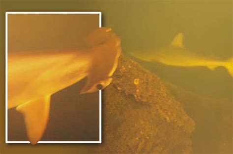 Sharks Living In Volcano Revealed By Stunning Documentary