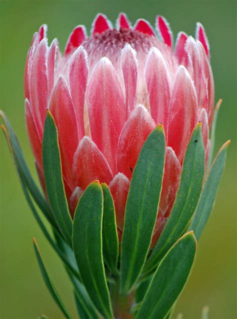 beautiful proteas pin  proteas   ideas  fynbos