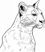 Coloring Puma Pages Face Cougar Printable Popular Drawing Panther Categories sketch template