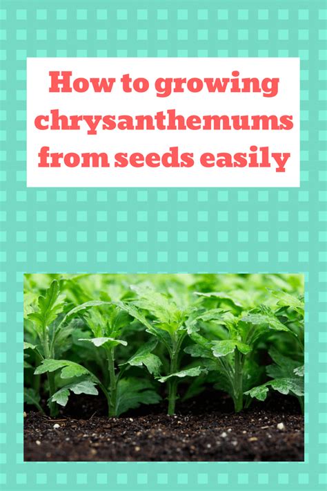 growing chrysanthemums  seeds easily chrysanthemum