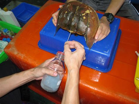 deformutilation harvesting  blood  horshoe crabs