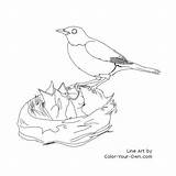 Baby Bird Coloring Robin Pages Feeding Mother Birds Babies Line Printable Children Getdrawings Own Color sketch template