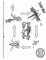 Cycle Life Coloring Dragonfly Plant Pages Colouring Drawing Kids Getdrawings Fly Growth Cockroach Dragon Comments Insect Dragonflies Stages Choose Board sketch template