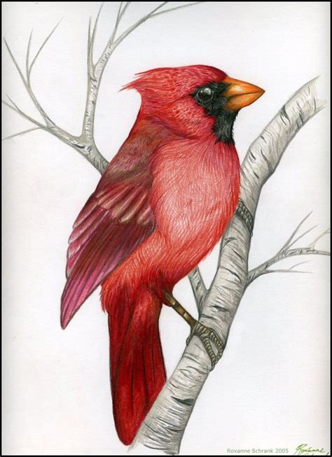 northern cardinal  winternacht  deviantart bird drawings bird