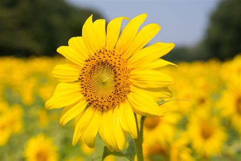 photo sunflower plant bloom blossom delicate