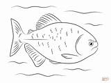 Piranha Red Bellied Coloring Pages Drawing sketch template