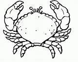 Crab Coloring Pages Printable Hermit Line Kids Drawing Print Popular Clipart Clipartmag Results Coloringhome sketch template