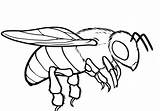 Coloring Bumblebee Pollinator Fullsize Clipartmag Getdrawings sketch template