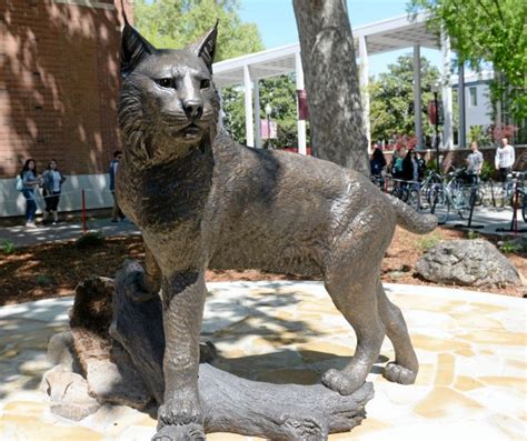 Chico State Unveils New Wildcat Statue – Chico Enterprise Record