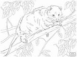 Glider Coloring Sugar Pages Possum Getcolorings Printable Opossum Destiny sketch template