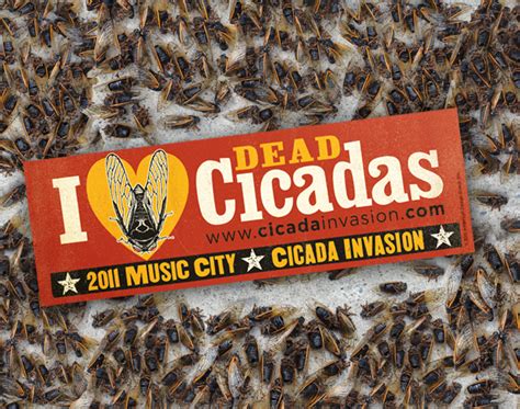 Cicada Invasion Survival Guide Dead Cicadas Make Great Art