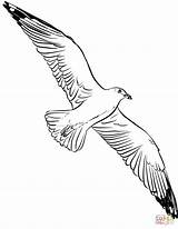 Coloring Seagull Pages Flying Printable Seagulls High Flight Drawing sketch template