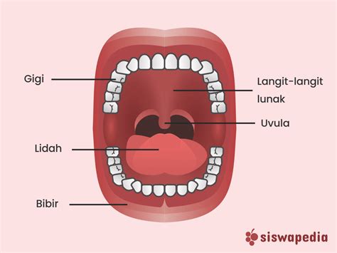 Cara Menjaga Kesehatan Mulut Beserta Anatominya Siswapedia My Xxx Hot