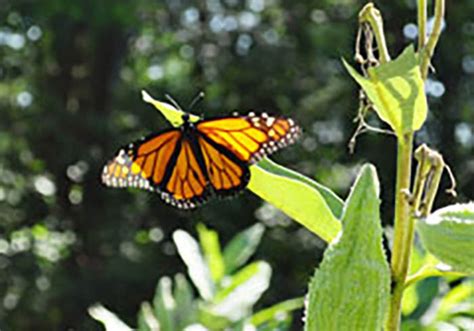 dispatches from the patch part iii — meet the monarchs shaver s creek