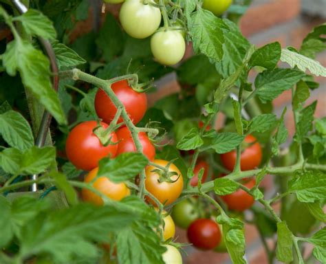 growing tomatoes   greenhouse